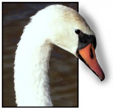 swan lake 3 / ***