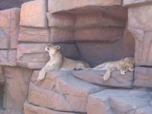 In the zoo / ***