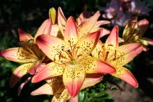 Lilies / ***