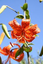 Lily / ***