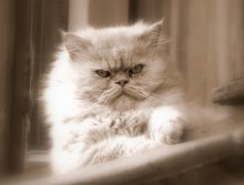 Itself ... and eternally gloomy. / ***