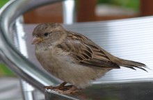 sparrow / ***