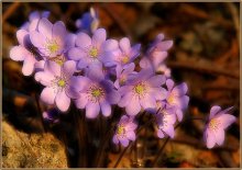 Bouquet for Snow White / ***