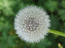 Dandelion / ***