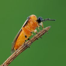 Arge ochropus / ********