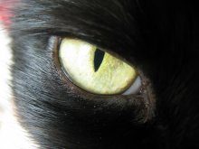 contempt, expressing views / ***