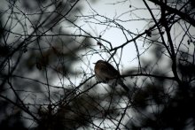 Feathery / ***