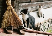 Katzen / *****