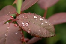 Nach dem Regen / ***