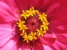 Zinnia / I Know What You Did Last Summer