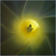 Inside the flower / .....