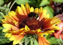 collecting nectar / ,,,,,,,,