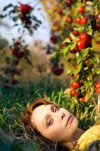 Apple orchard / ***