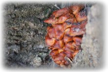 mushrooms / ***