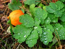Dew .. / .......