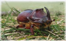 Big horn / Oryctes nasicornis