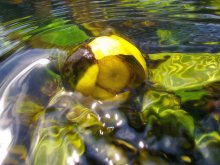 water lily / *****