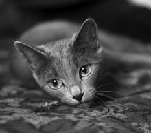 Melancholy / ***