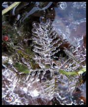 the world beneath the ice / ***