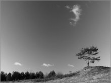 wind in the valley lonely pine / ***