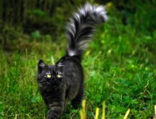 Predator / ......