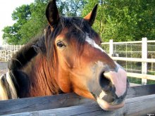 horse / ***