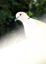 Red Eye / ***
