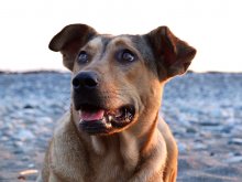 Coastal mongrel / ***
