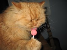 alles Gute .... die Katzen =)) / **********