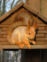 Squirrel / ***