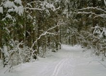 Pfad im Wald / ******
