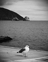 loner ... / ------