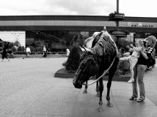 Horse / ***