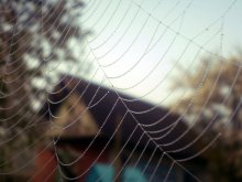 Gossamer / ***