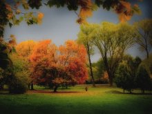 Maple / ***