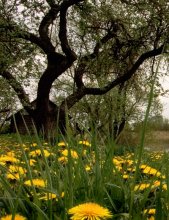 Dandelions / ***