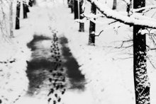 trail / ***