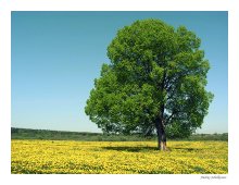 Einfach Frühling Bild / ***