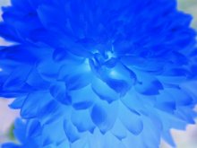 Gori alle blaue Flamme / ***