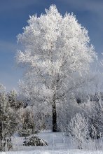 Birch in winter coat / ***
