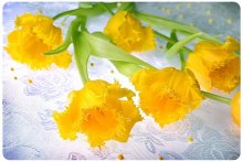 Spring / ***