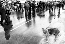 Über die Menge und die Einsamkeit der Hunde ... / ***