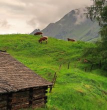 Birthplace of Alpine milk / .....