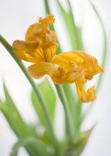 When spring comes, you rejoice, even in such cakes ... / ***