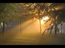 Morning Fall / ***