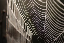Rainbow Web / ***