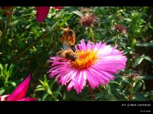 flora&fauna / ***