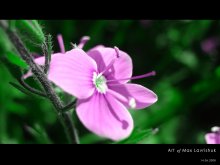 flower / ***
