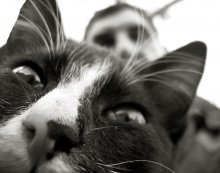 Mensch und Katze / ***