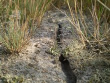 Ant trail / ***